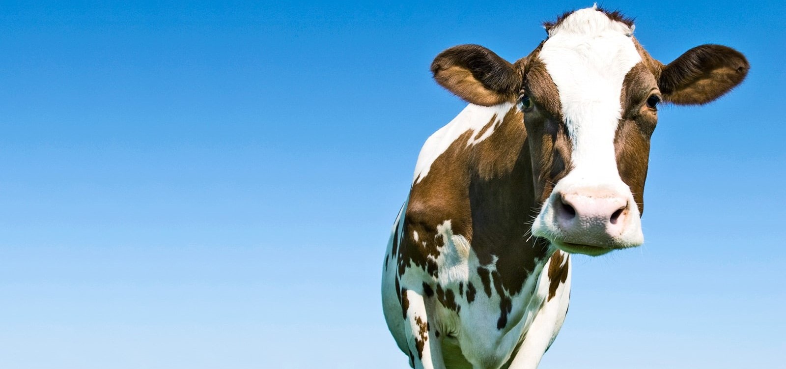 Al Mazraa Company specialized in meat trade, import, and distribution